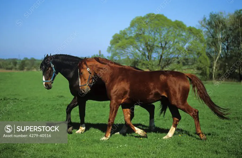 two Mecklenburg horses - trotting on meadow