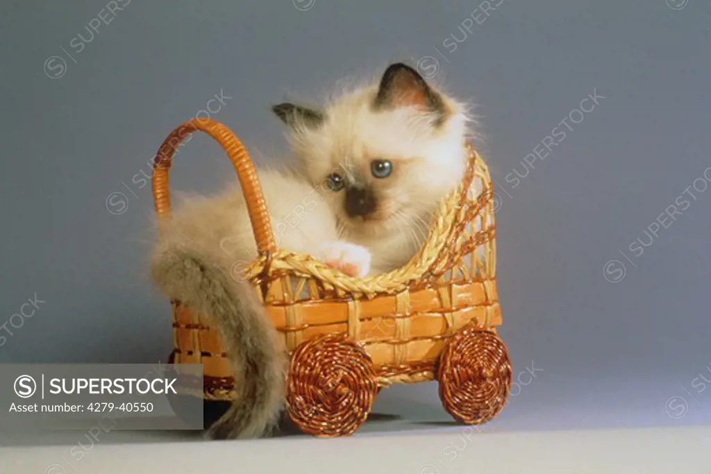 young Sacred cat of Burma in basket