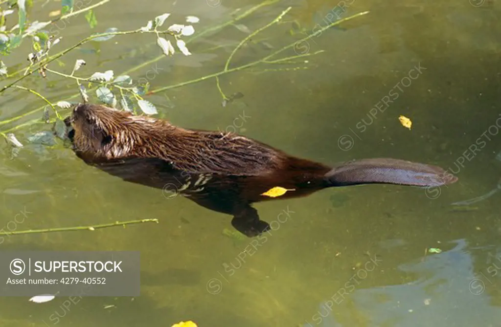 Eurasian beaver - swimming -
