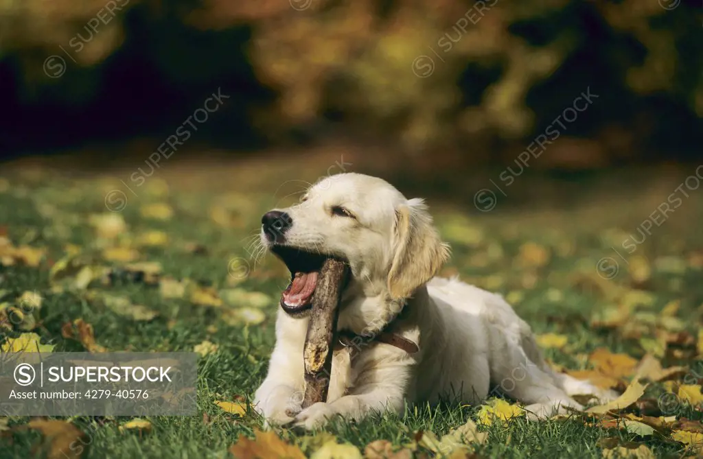 Golden Retriever dog lying - with a stick in muzzle