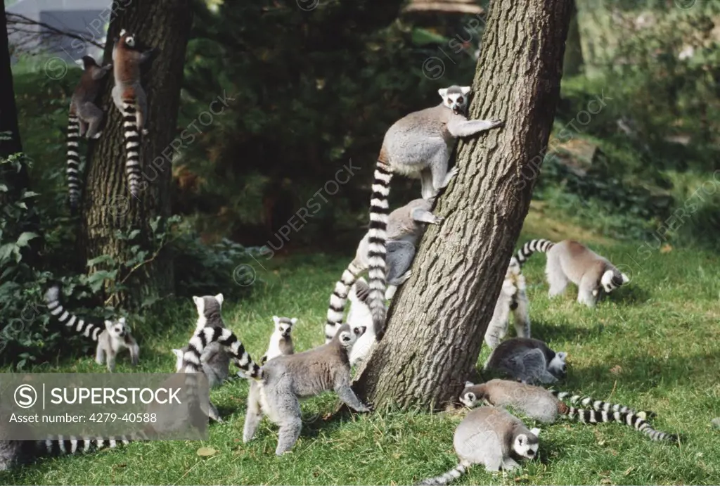 Lemur catta, Ring-tailed lemur - in meadow with tree, playing -