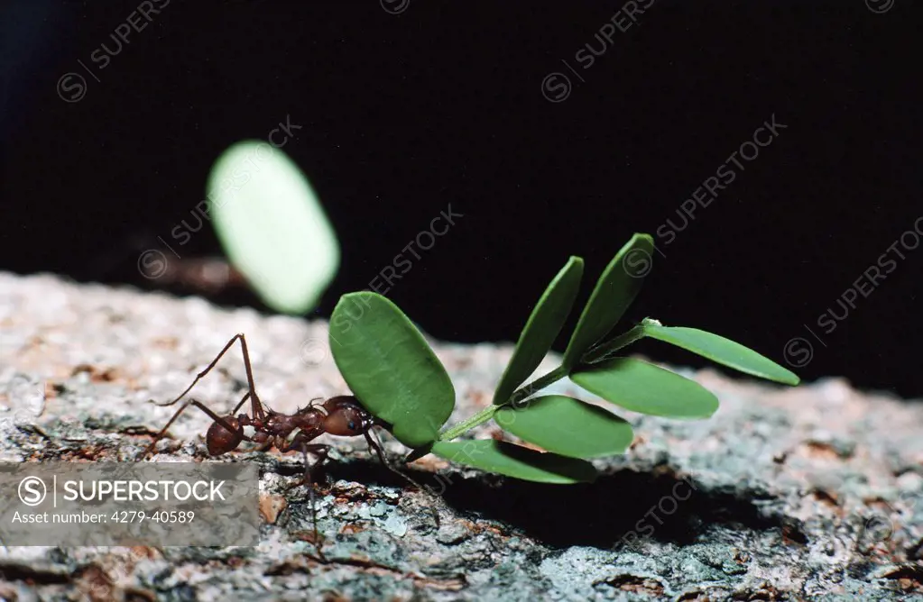 (Atta spp.), leafcutting ant - bearing leaf -
