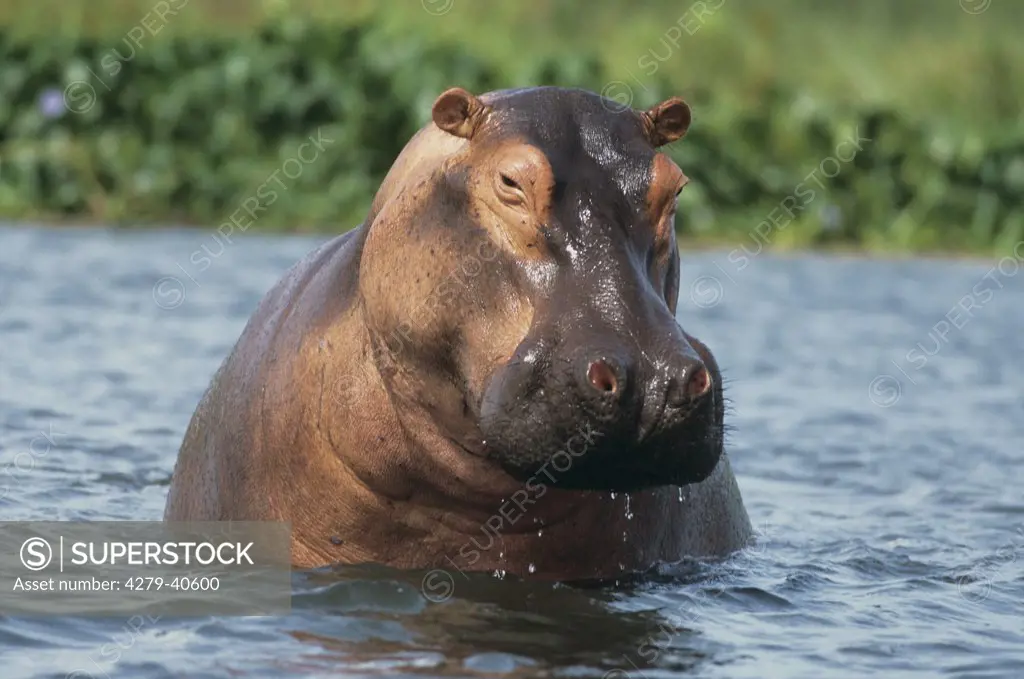 hippopotamus in water, Hippopotamus amphibius