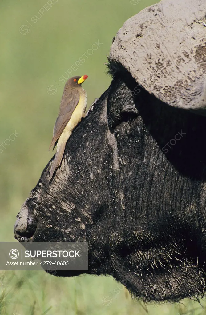 Yellow-billed Oxpecker - sitting on head of an African buffalo