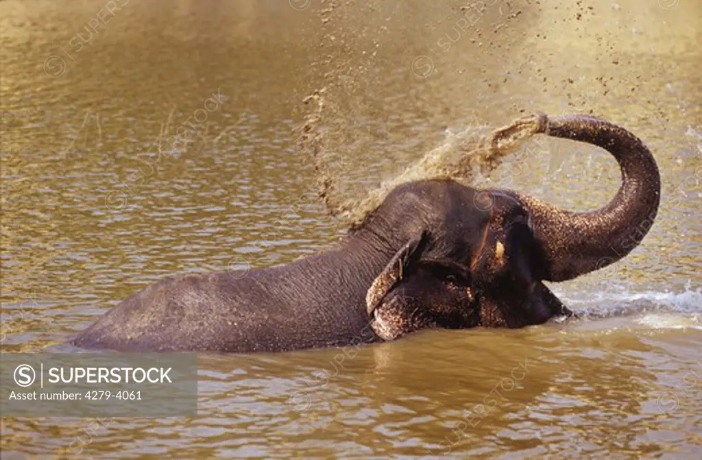 Indian Elephant having a bath, Elephas maximus
