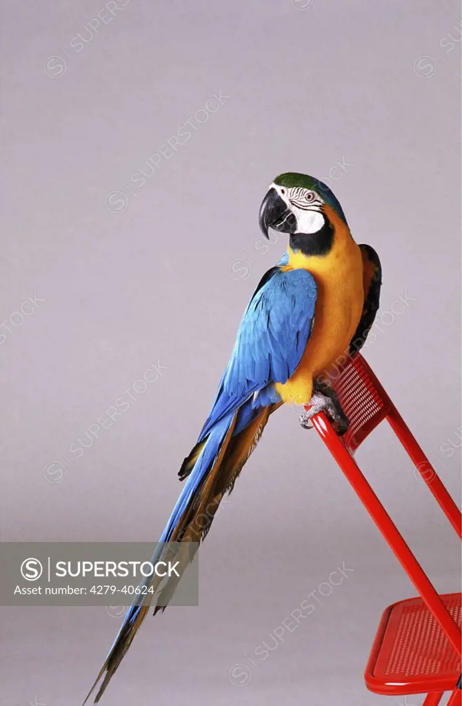ara ararauna, blue and gold macaw