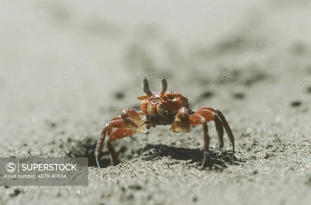 sand crab - on sand