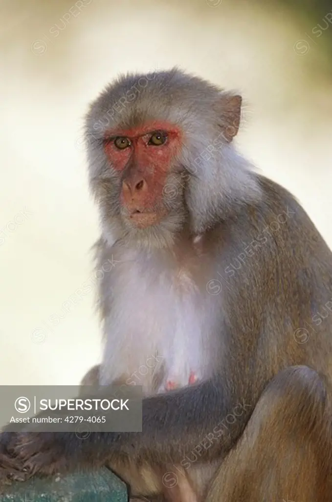 rhesus monkey, Macaca mulatta