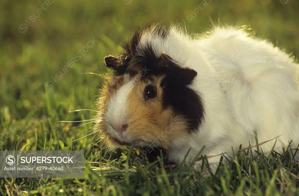 guinea pig on meadow