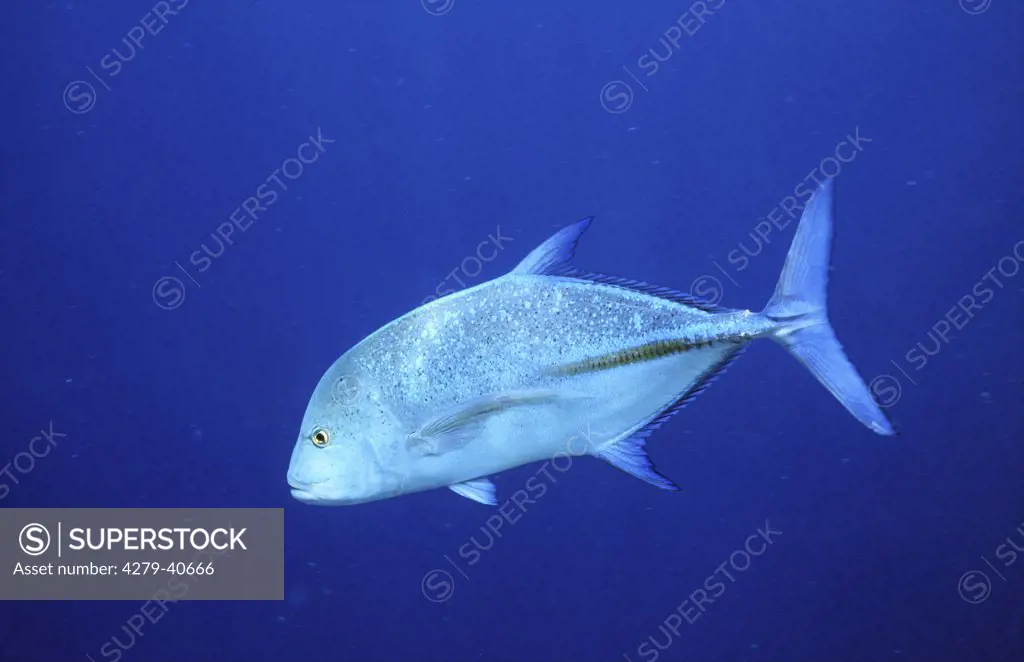 bluefin kingfish, bluefin trevally, blue jack, Caranx melampygus, Caranx bixanthopterus