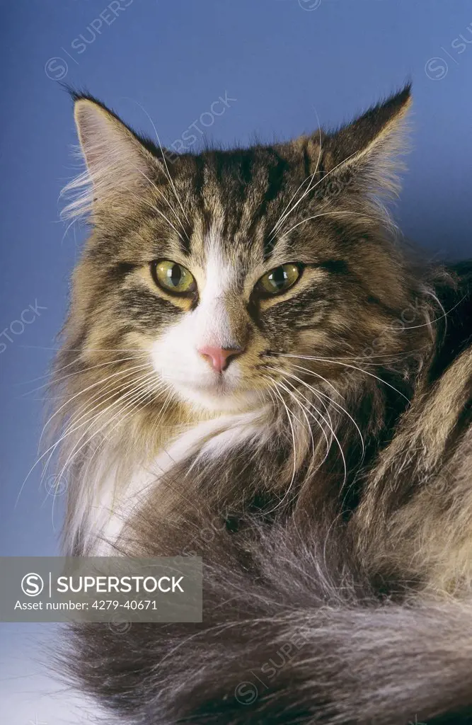 Norwegian Forest Cat - portrait