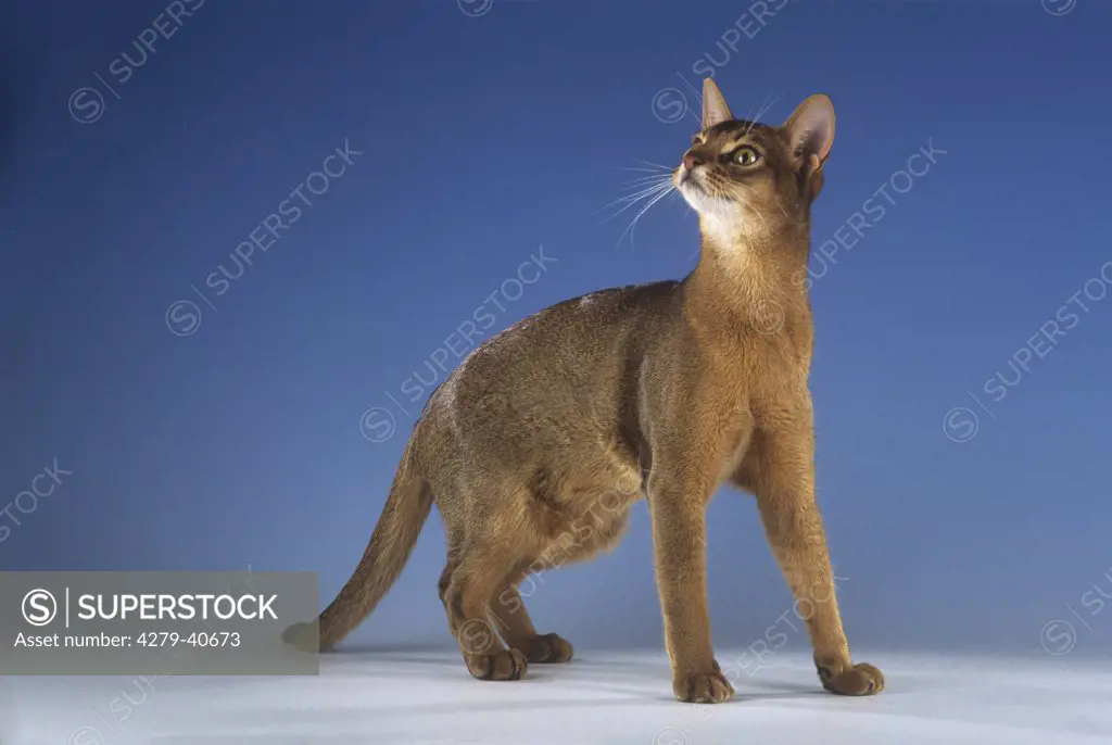 Abyssinian cat - standing - cut out