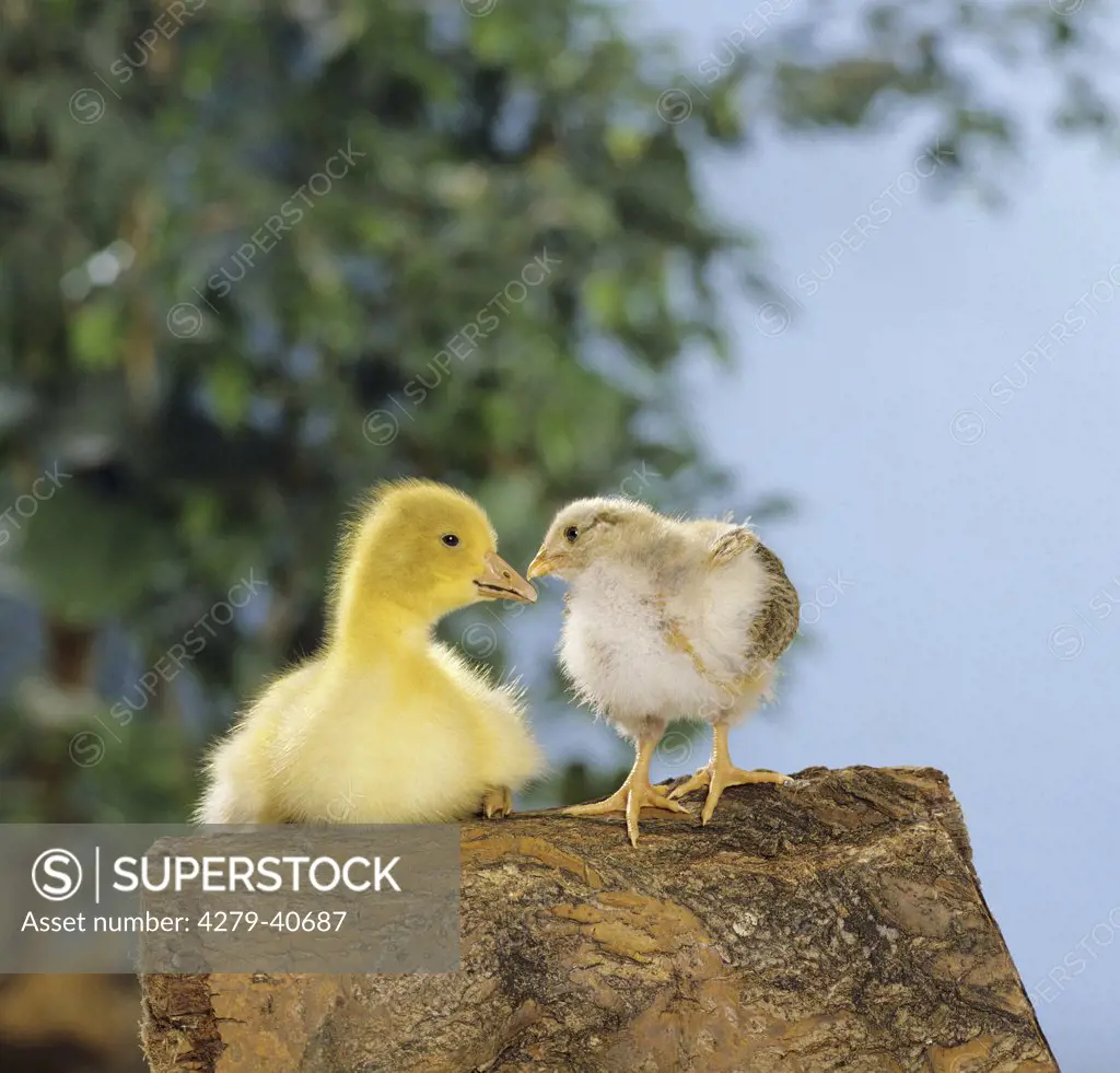 animal friendship : gosling and chick