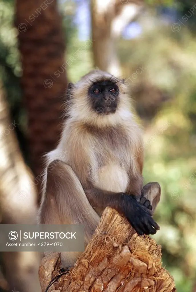 hanuman langur sitting on a piece of wood, Presbytis entellus