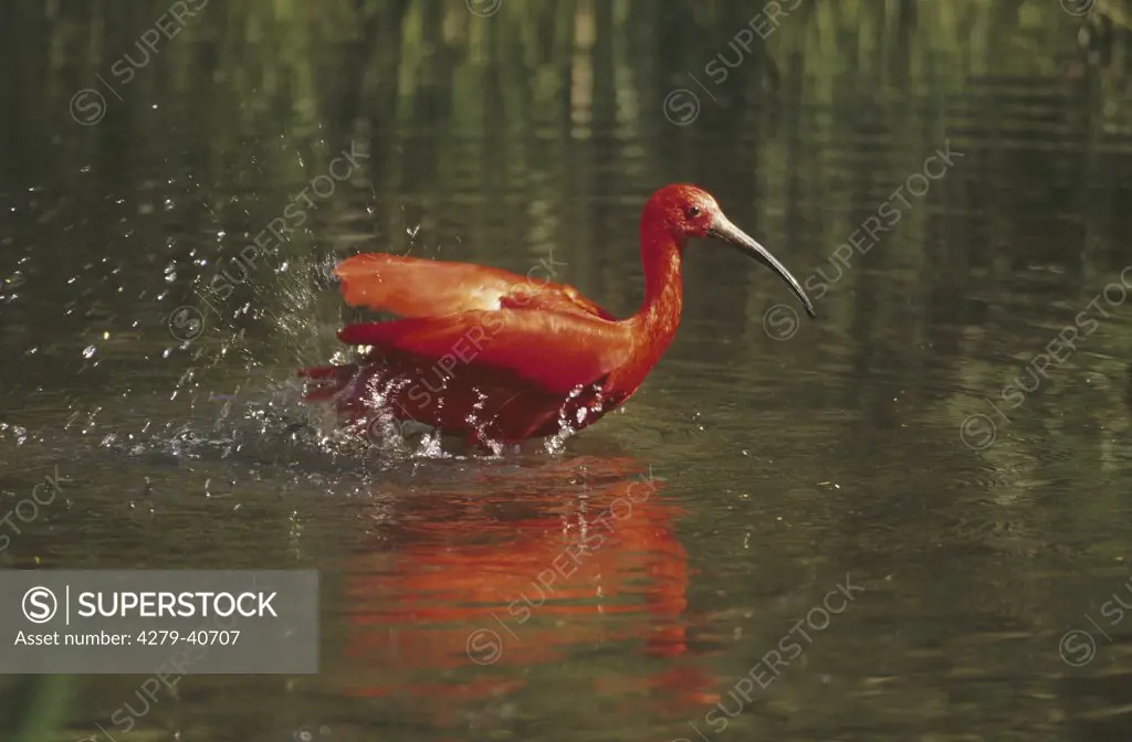Scarlet Ibis - bathing, Eudocimus ruber