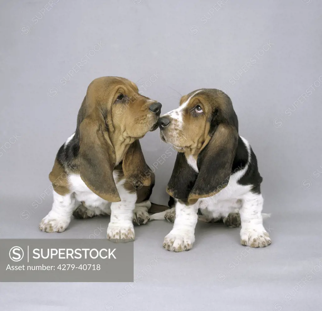 two Basset Hounds - puppies frontal