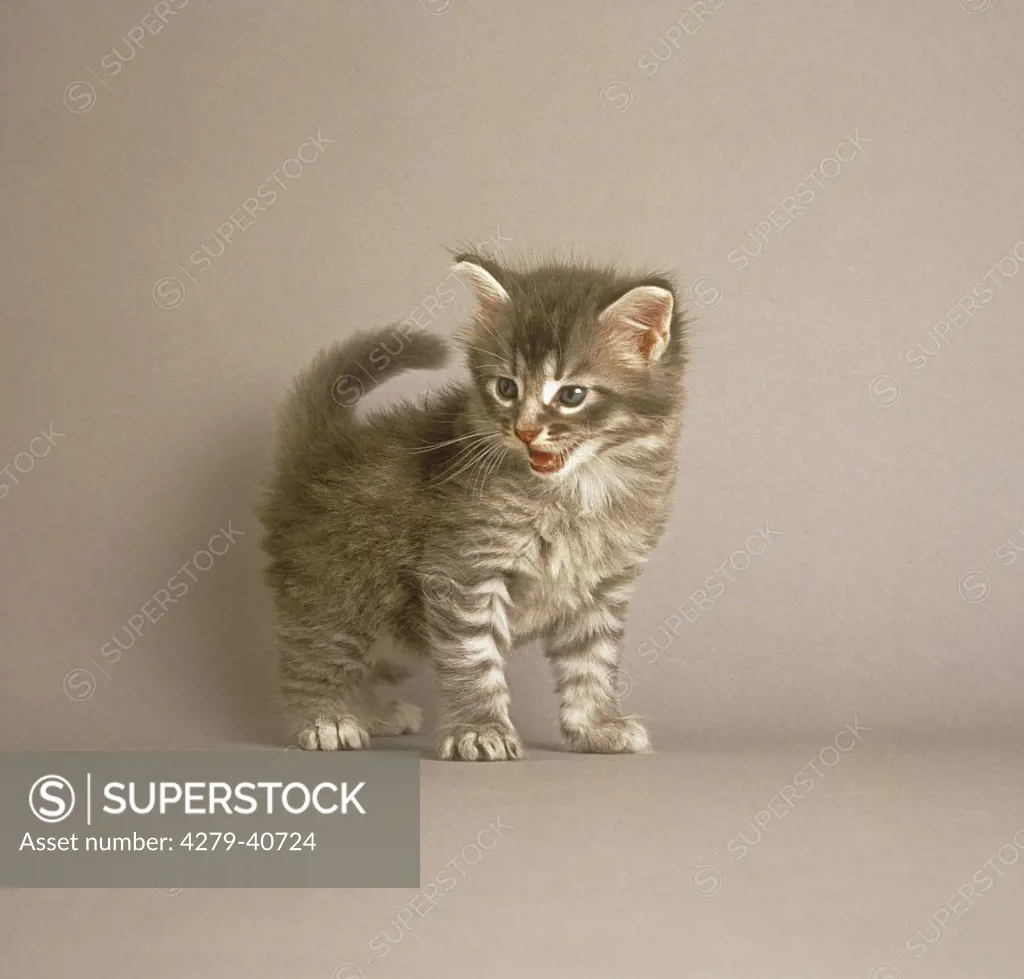 maine coon kitten - standing