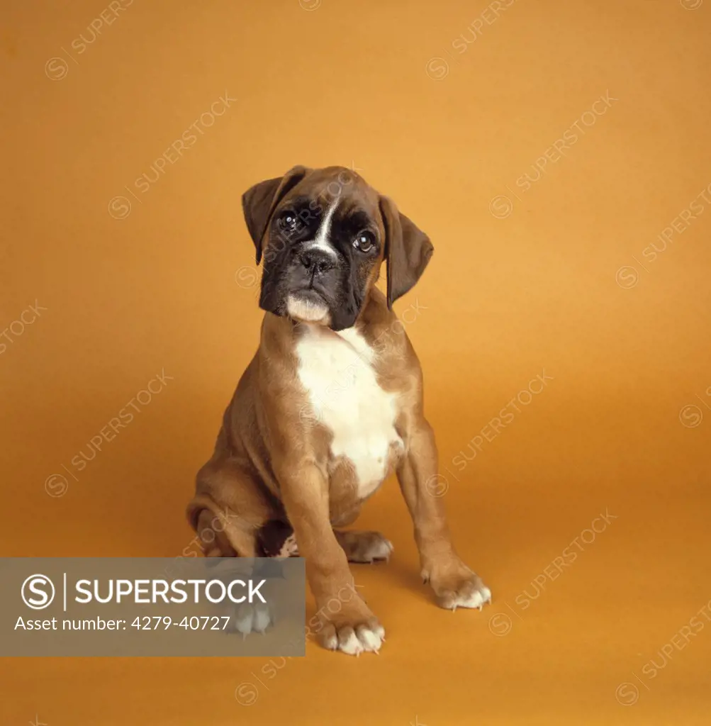 Boxer puppy sitting frontal