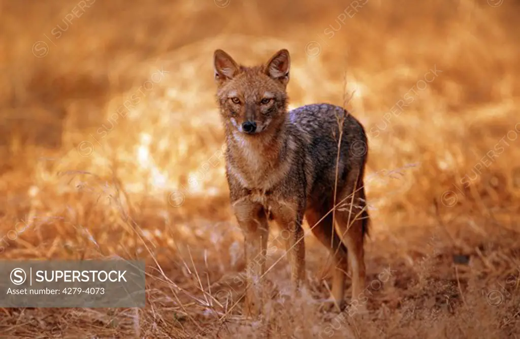 golden jackal, canis aureus