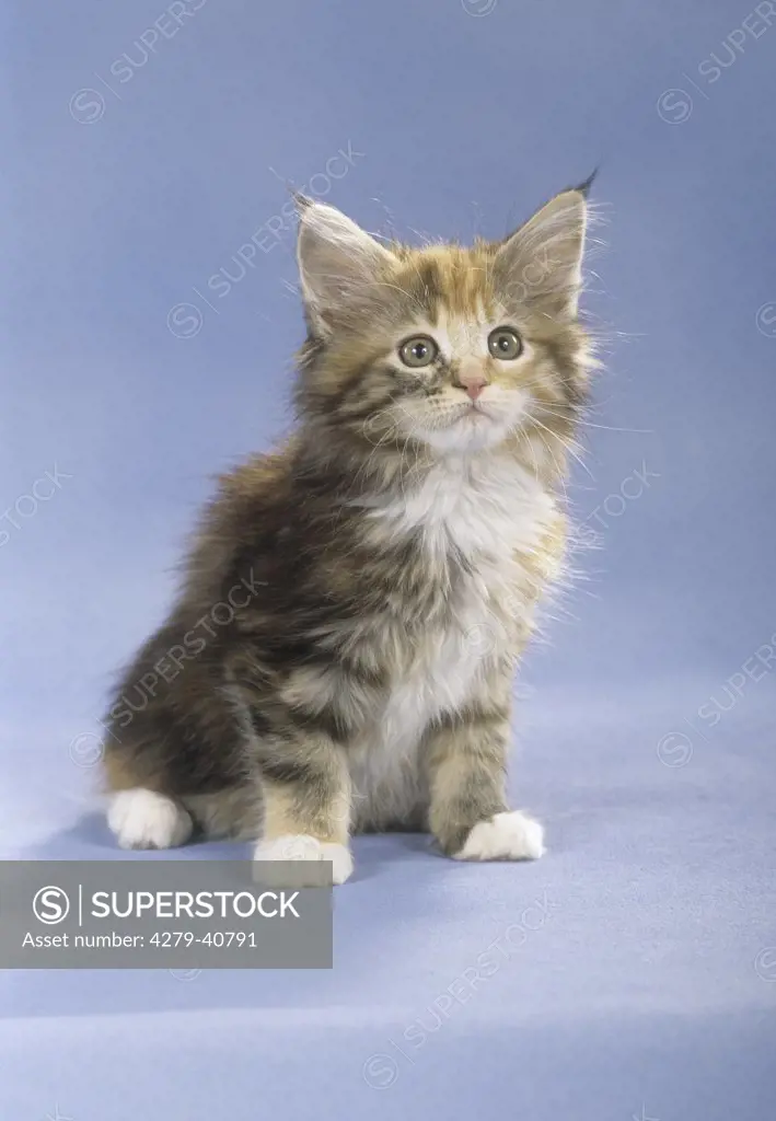 maine coon kitten - sitting - cut out