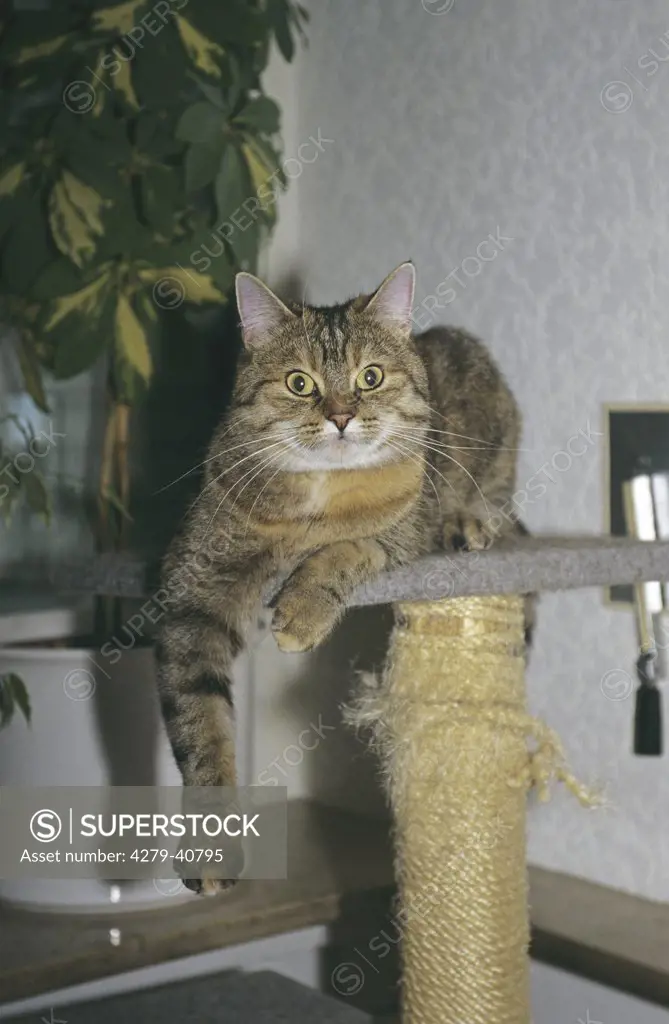 domestic cat - lying on scratching post