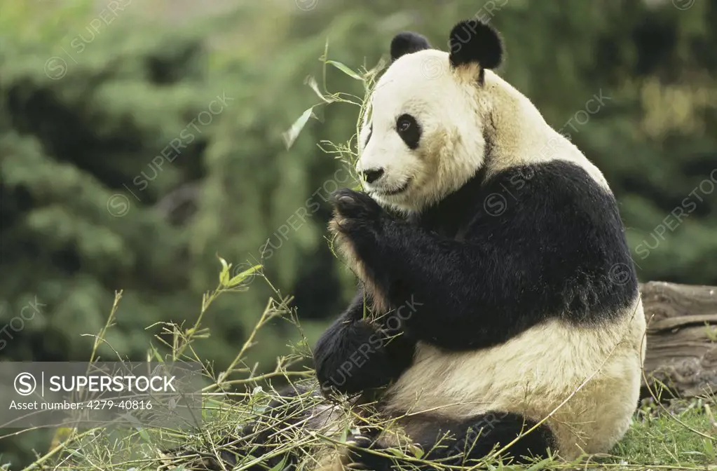 Giant Panda bear munching bamboo, Ailuropoda melanoleuca