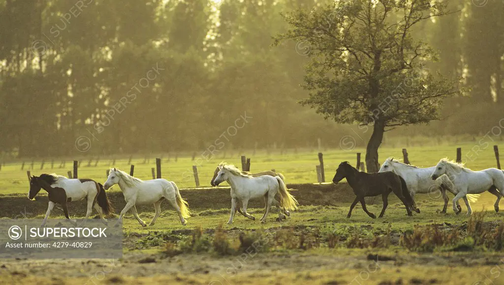 Ponies trotting in backlight