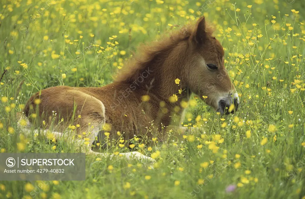 Shetland-Pony - foal lying on meadow