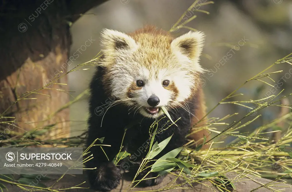 Red Panda - Portrait, Ailurus fulgens