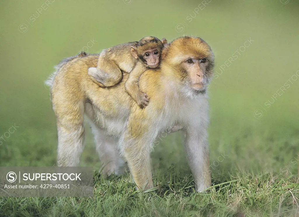 Barbary Ape with cub - standing on meadow, Macaca sylvanus