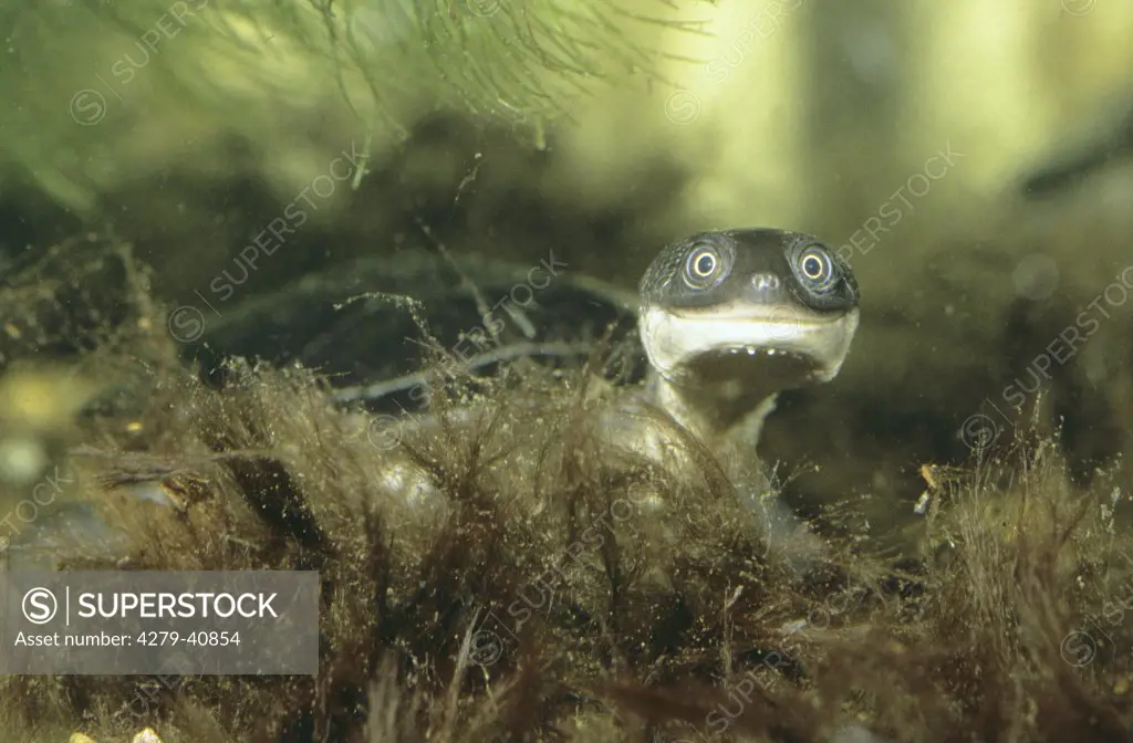 Austro-American Side-necked Turtle in water