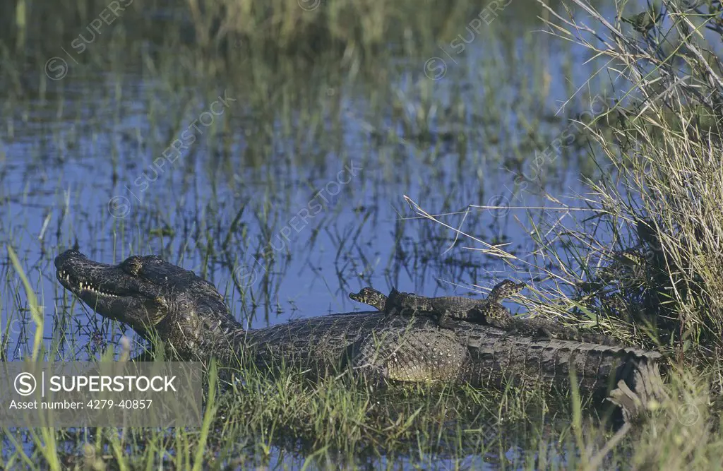 Yacare Caiman in water with cubs on its back, caiman yacare
