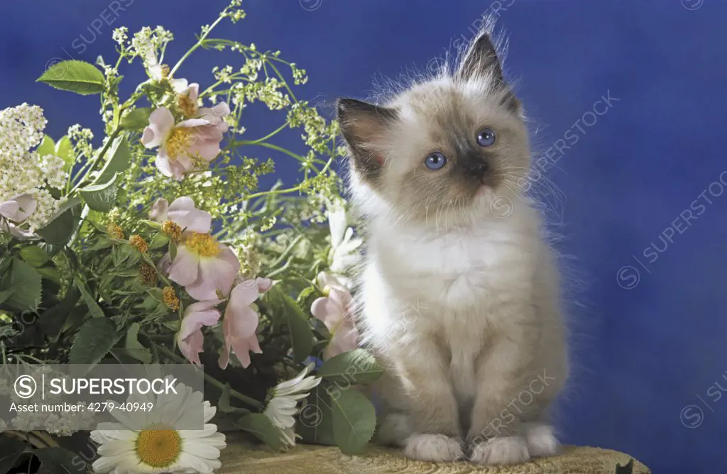 ragdoll kitten - sitting next to flowers