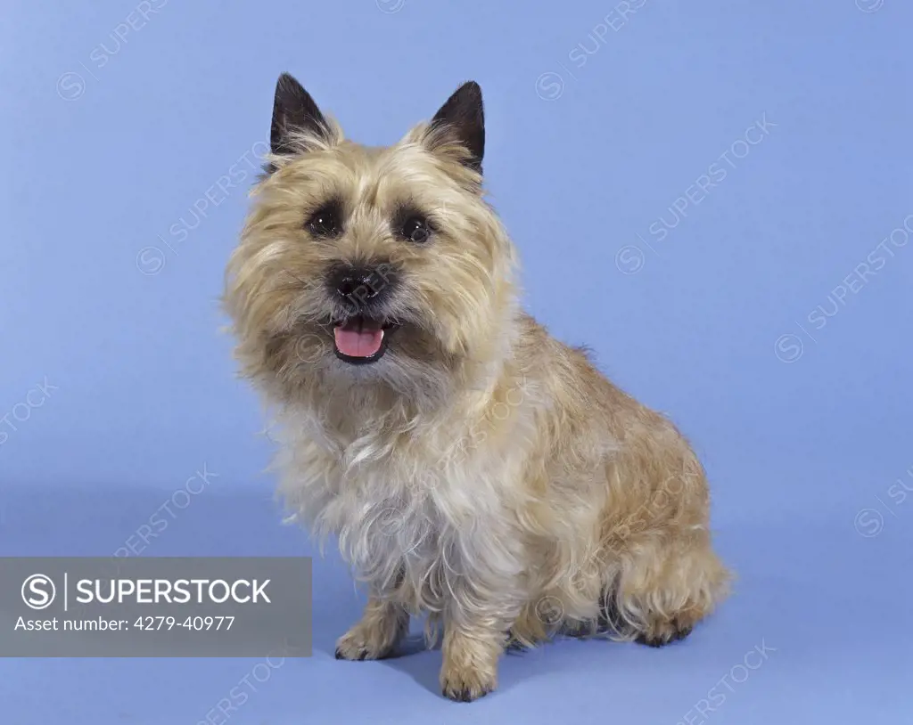 Cairn Terrier sitting frontal