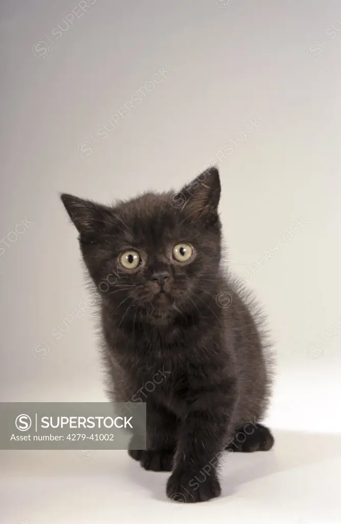British Shorthair cat - kitten