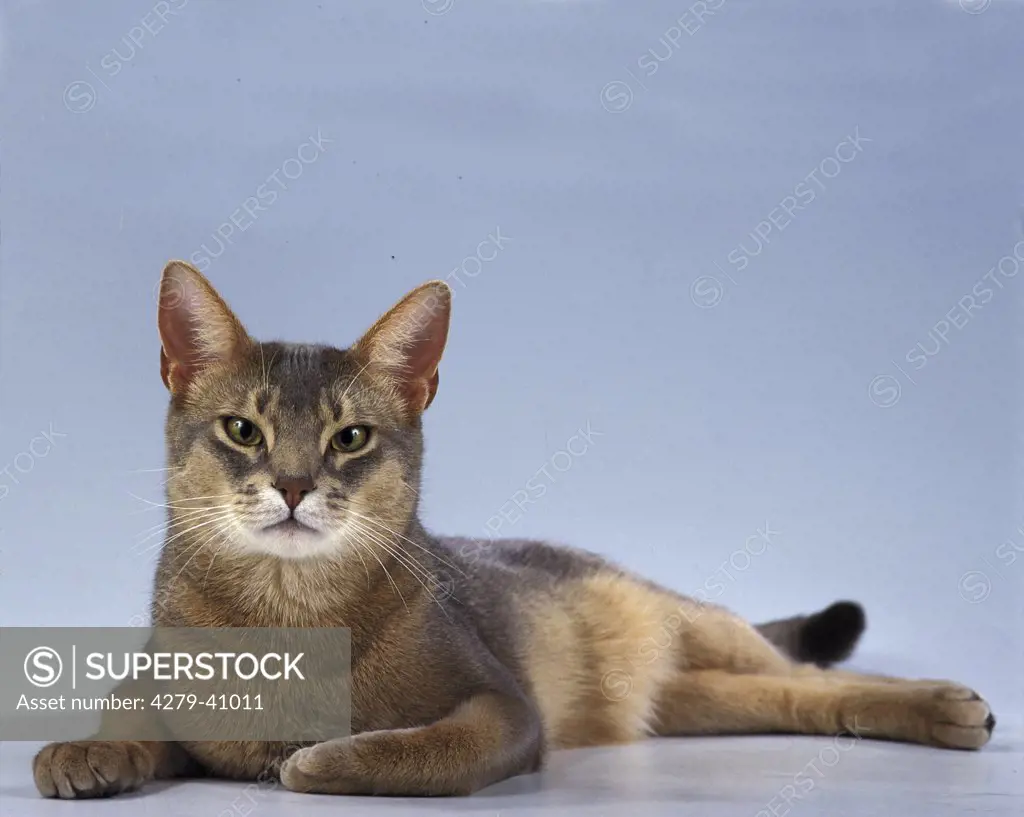 european shorthair cat