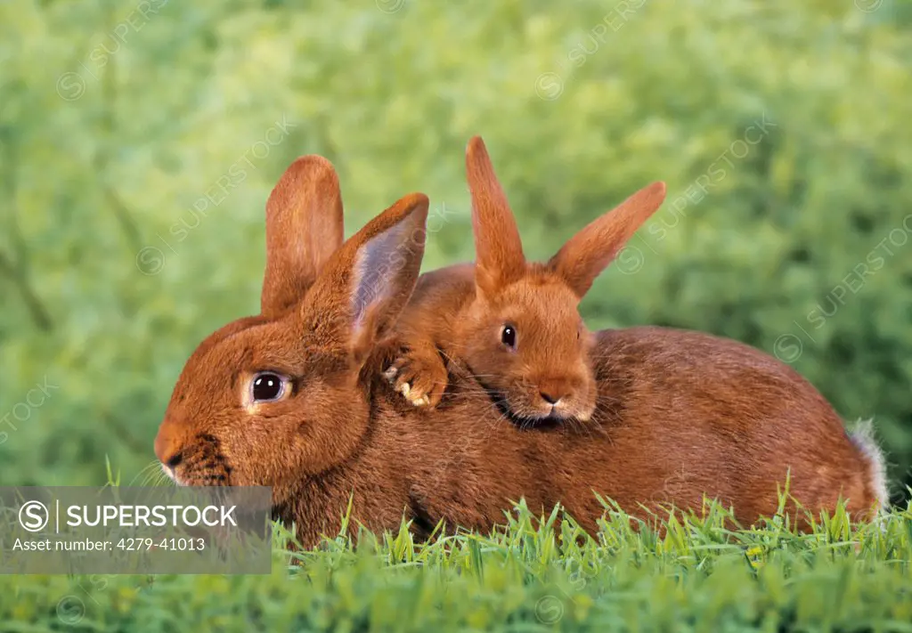 New Zealand red rabbit with cub on meadow