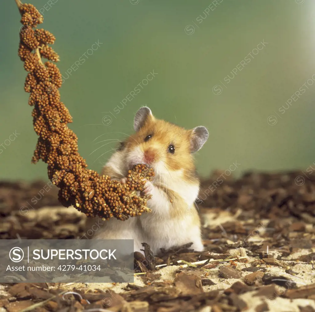 golden hamster at millet, Mesocricetus auratus