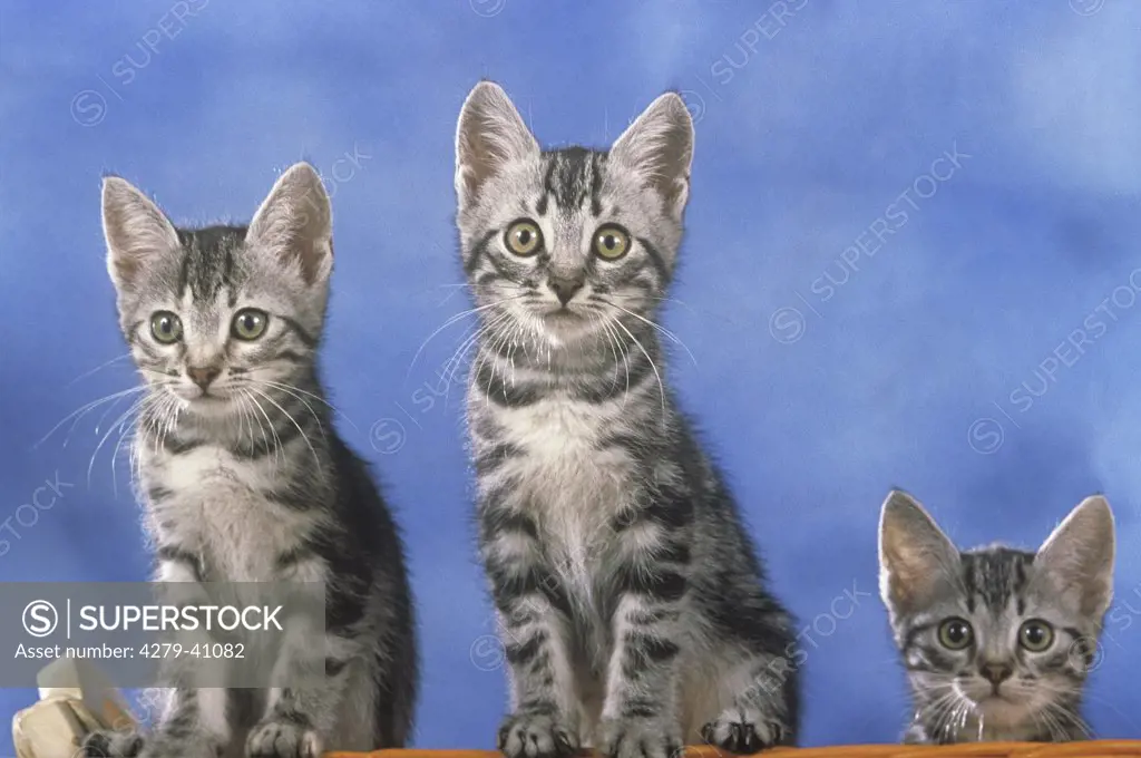 three domestic kitten