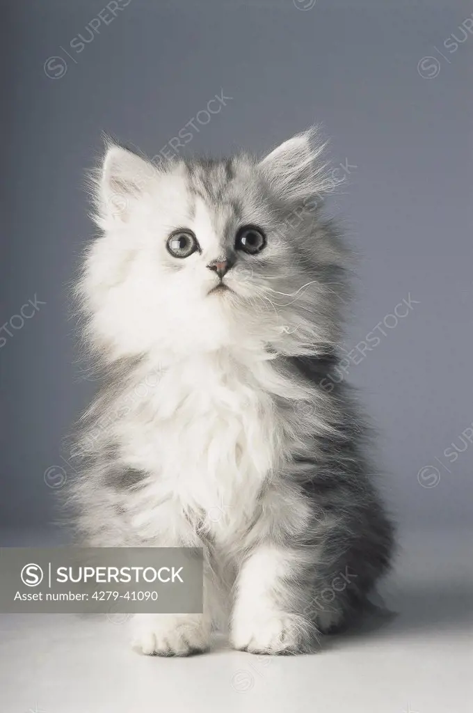 persian kitten - sitting - cut out