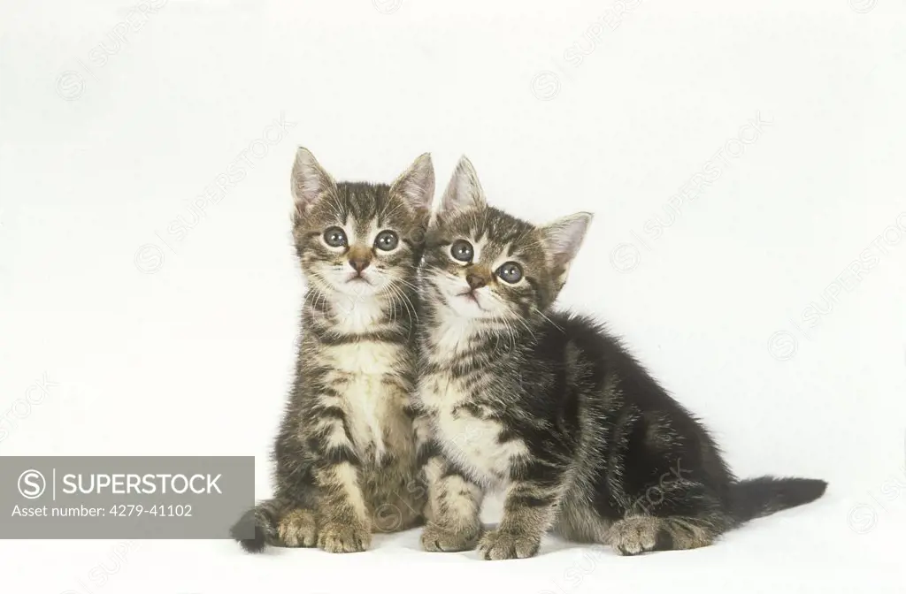 two domestic kitten - sitting