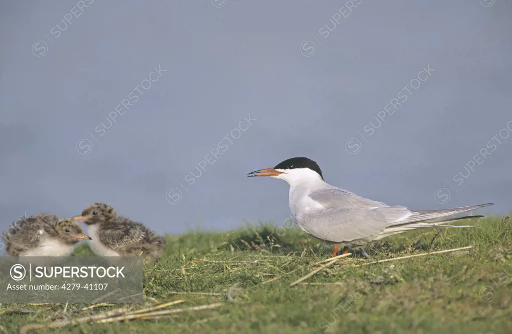 common tern with two squabs, Sterna hirundo