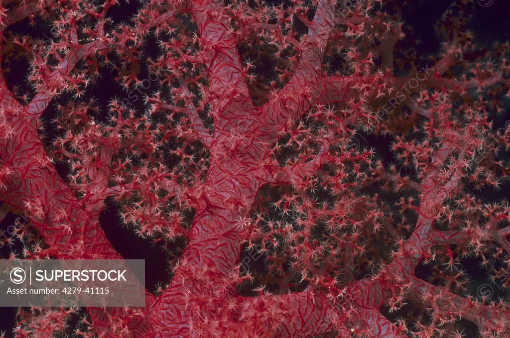 Soft Coral, Dendronephthya