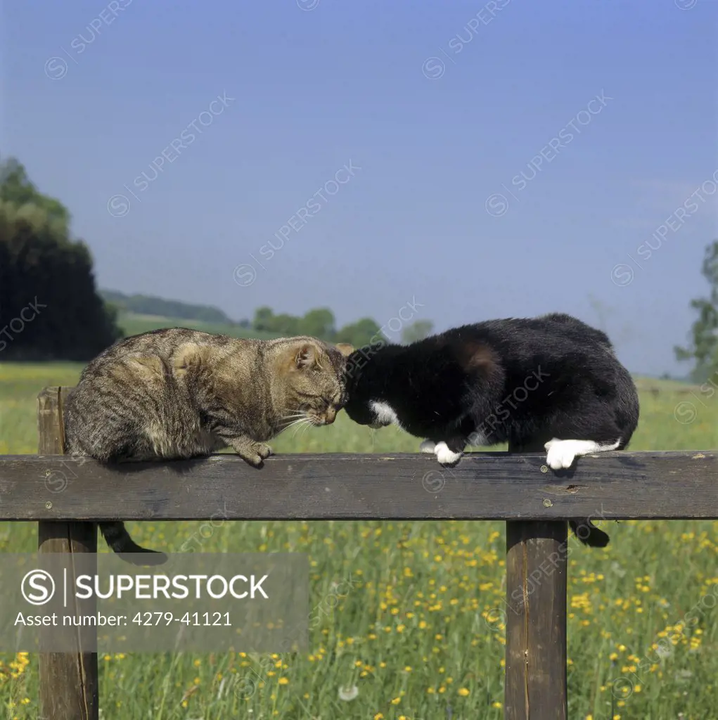 two domestic cats an fence canoodling