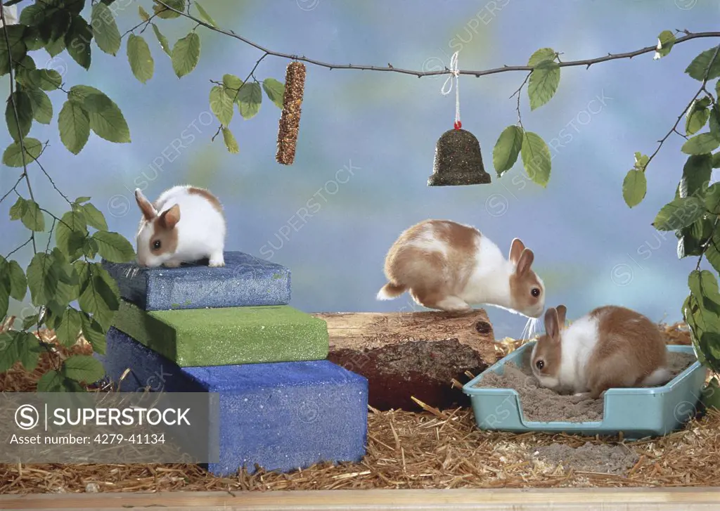 pygmy rabbits in play landscape, play ground