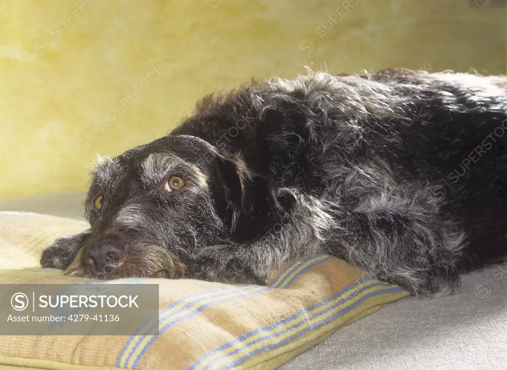 old wirehaired pointer - lying on pillow,
