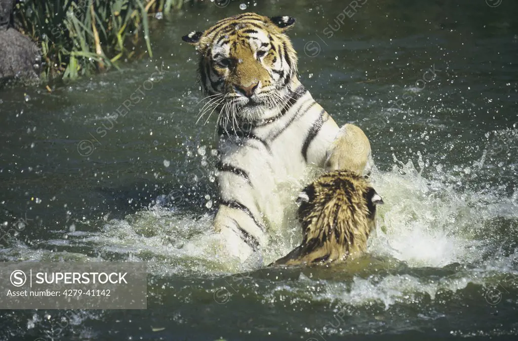 Siberian Tiger with cub in water, Panthera tigris altaica