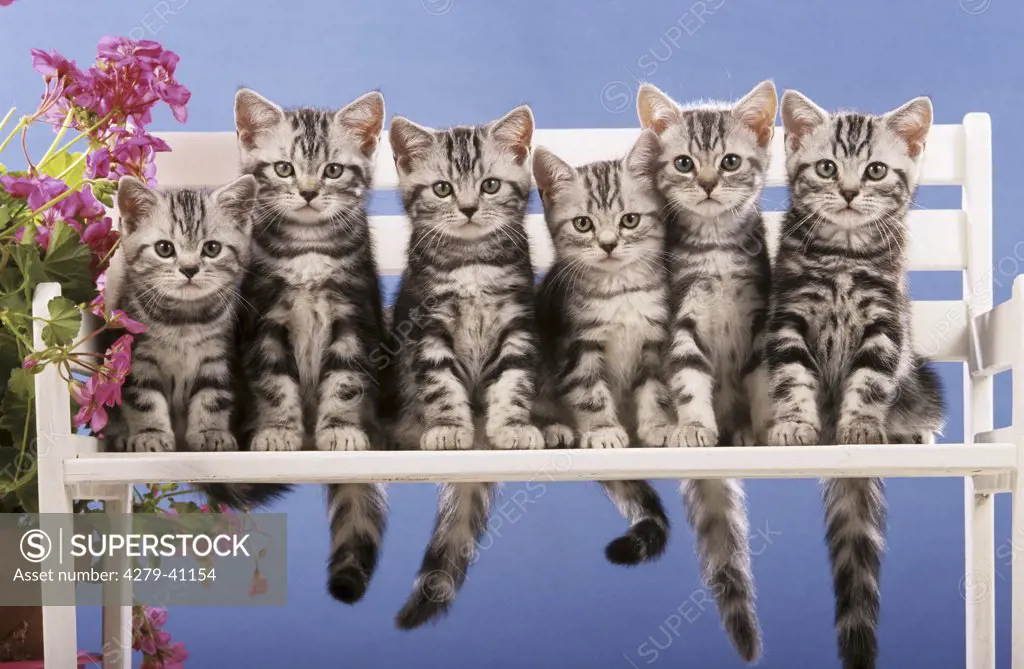 six British Shorthair cats - kitten sitting on bench