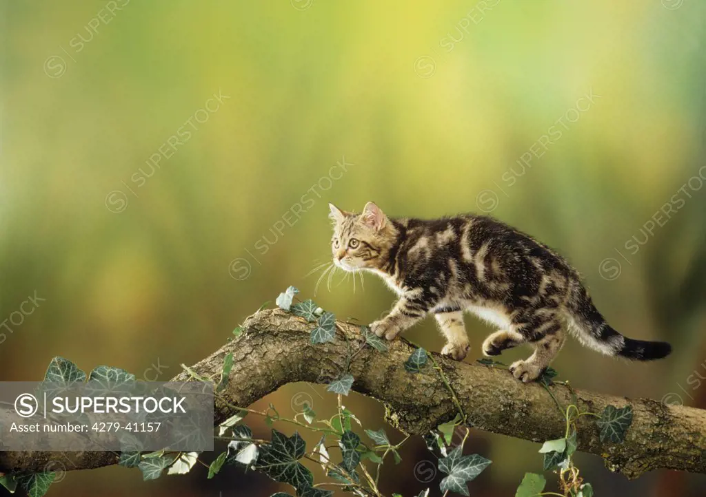young British shorthair on branch