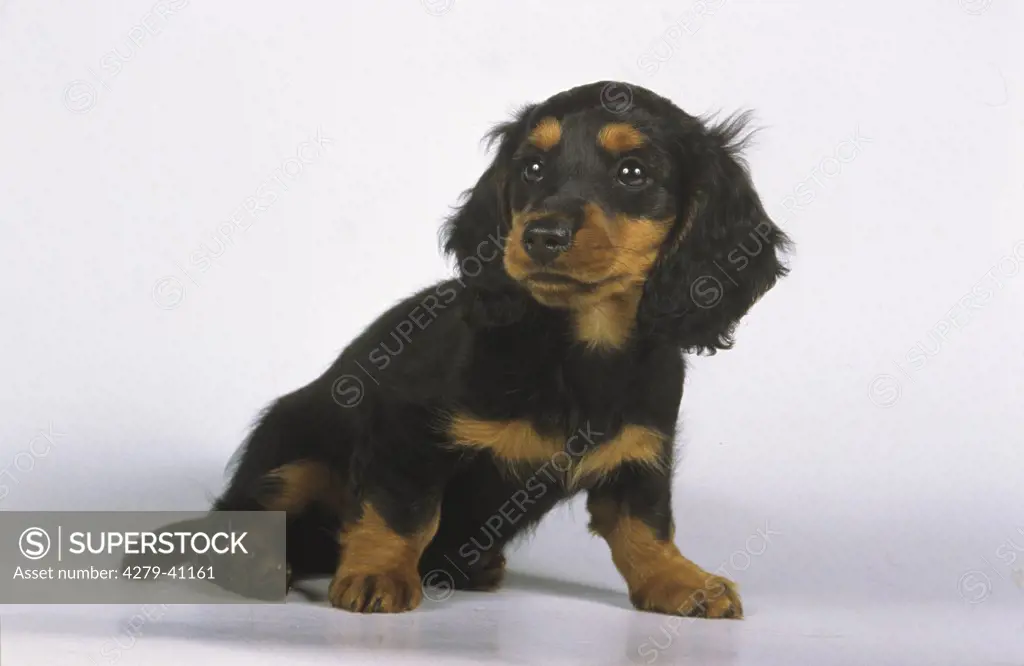 longhaired dachshund -sitting frontal